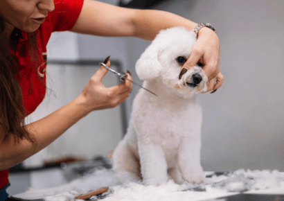 Dog Grooming