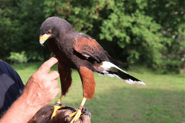 Falconry