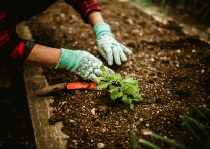 Gardening and Horticulture